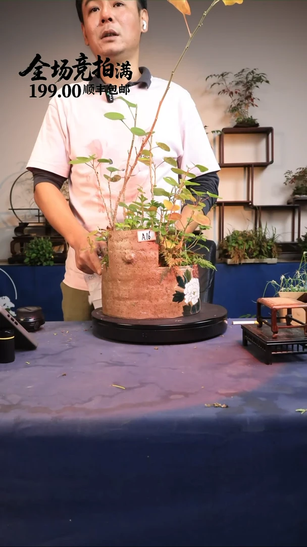 完全开放A16草本植物 顺丰到付