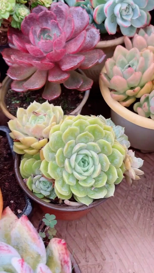 铱*多肉植物一物一拍27105