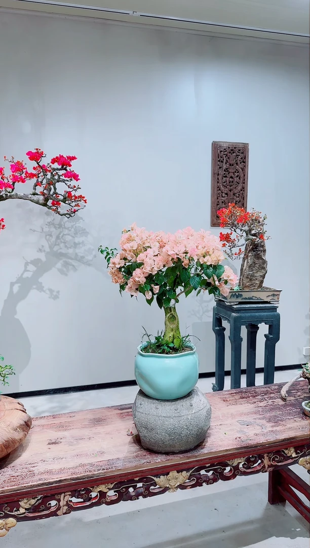 【闪购商品】盆景中国丽人