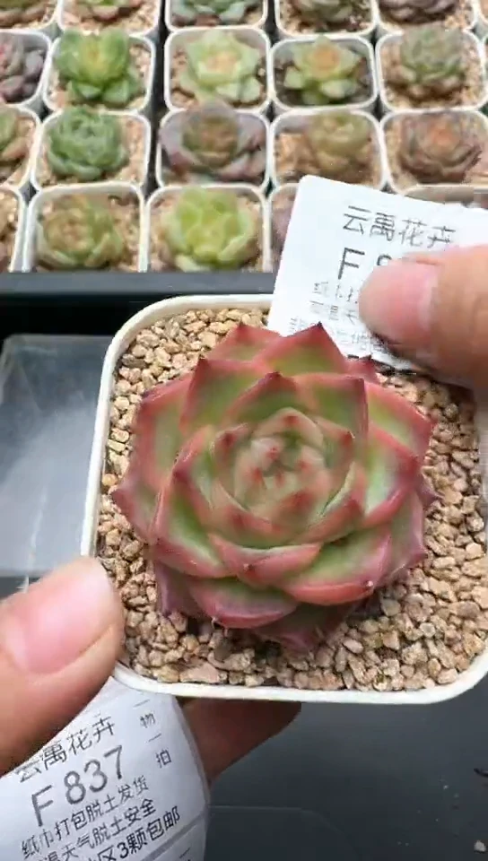 836F云禹多肉植物 默认脱土纸巾打包 3颗包邮
