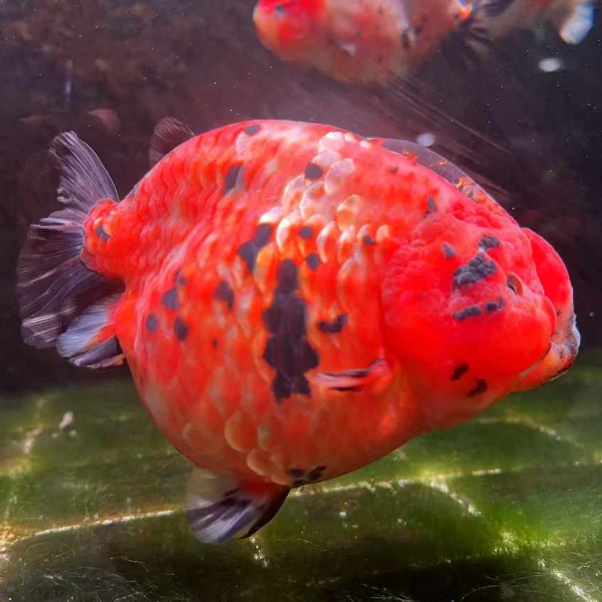 兰寿金鱼亚成观赏鱼多花色