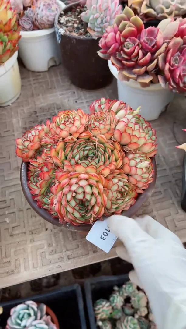 【闪购商品】15103