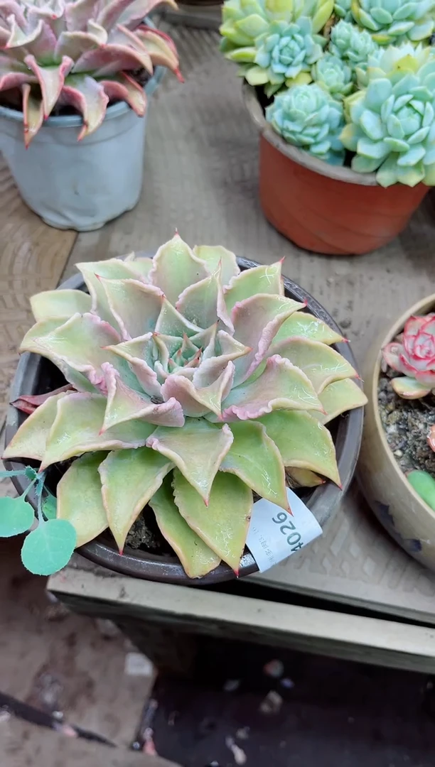?****️24026多肉植物一物一拍