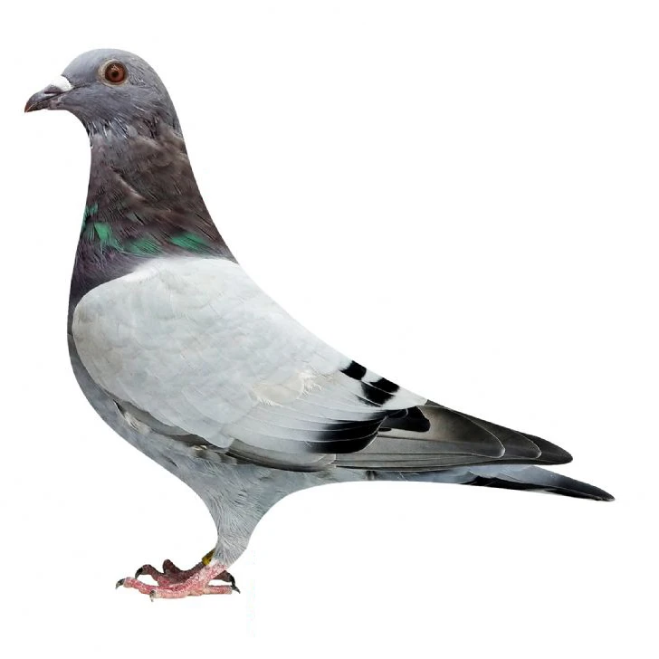 赛格笑笑---鸟环号