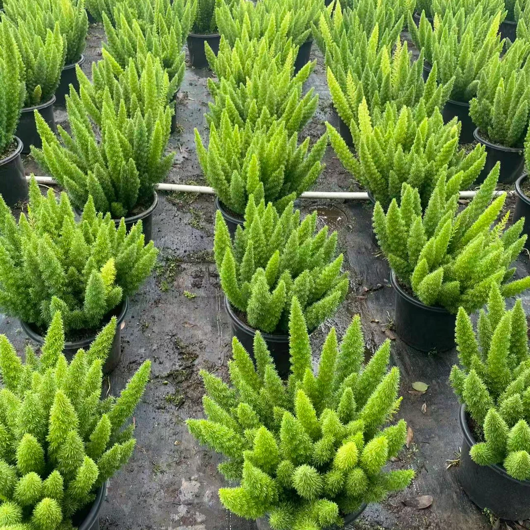 【直立狐尾天门冬】30天尽管 懒人植物