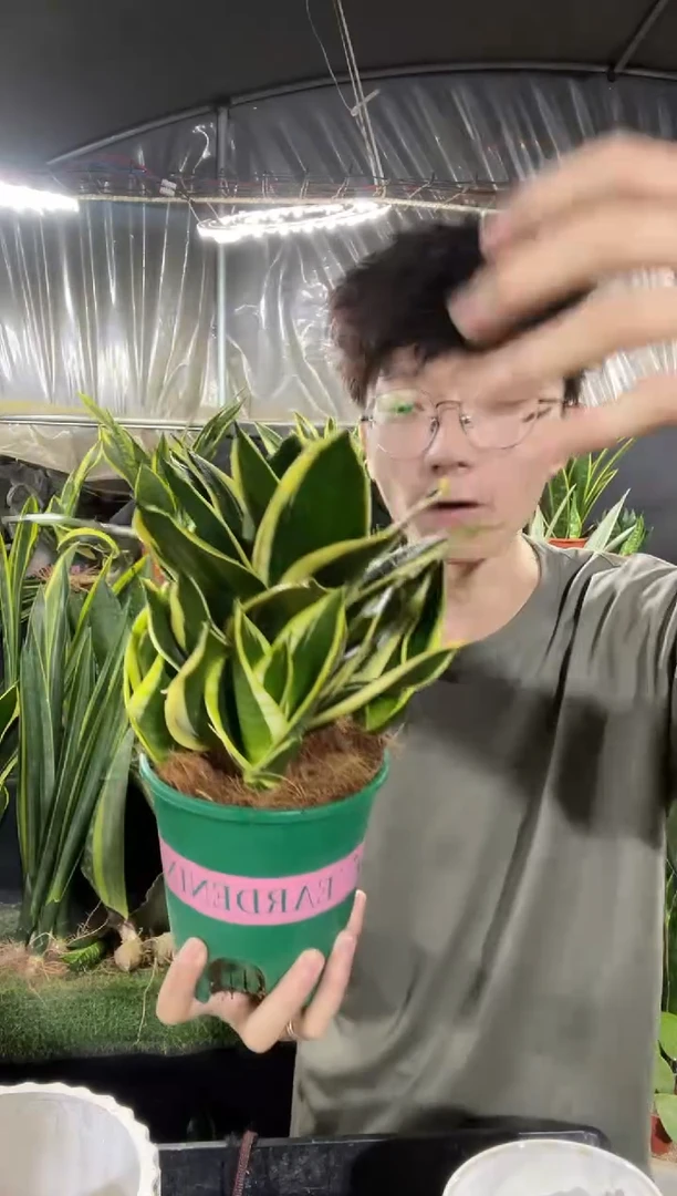 13.5厘米宝塔金荷花带盆土带仔18.8