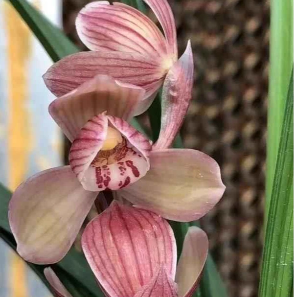 春剑【罗荷瓣】清香型 花期12-3月