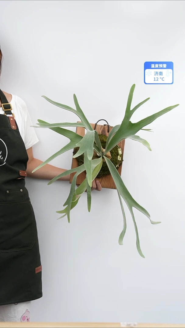 不开花植物a579艾莎母本状态有点丑