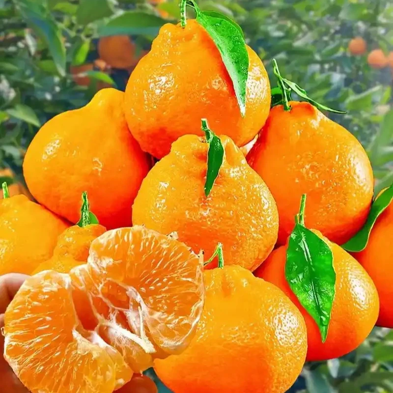 MMX正宗四川春见耙耙柑