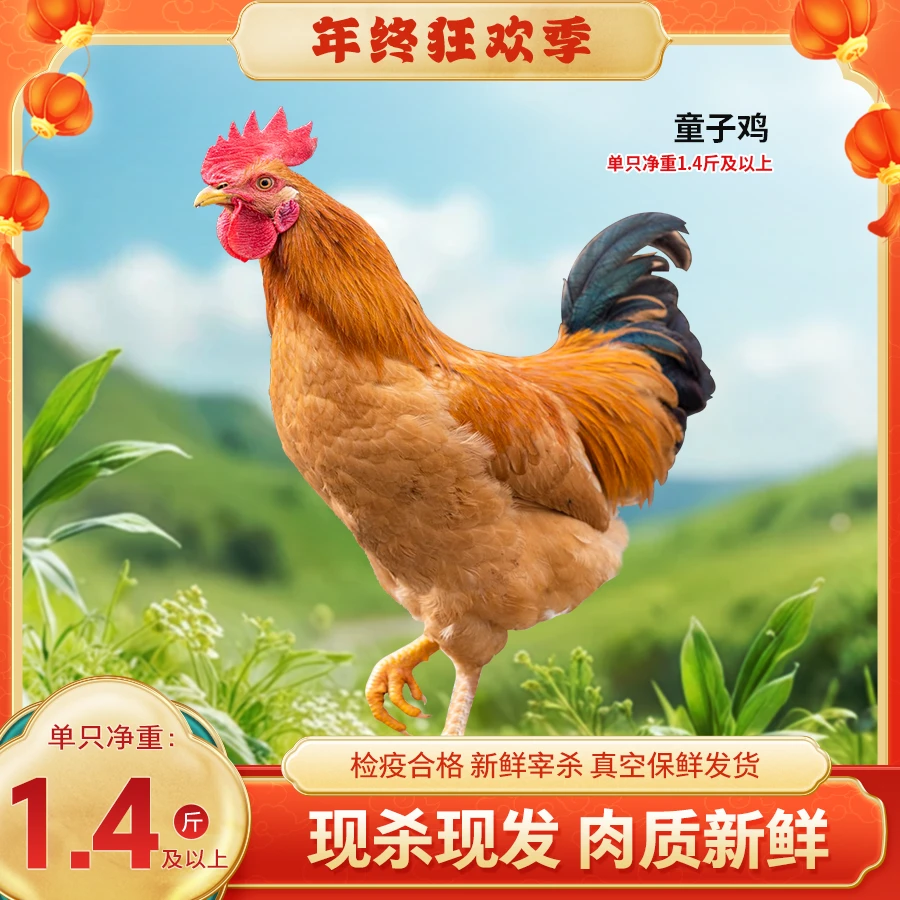 【bozaijia】波仔家大别山童子鸡单只净重700g*4农村散养土鸡