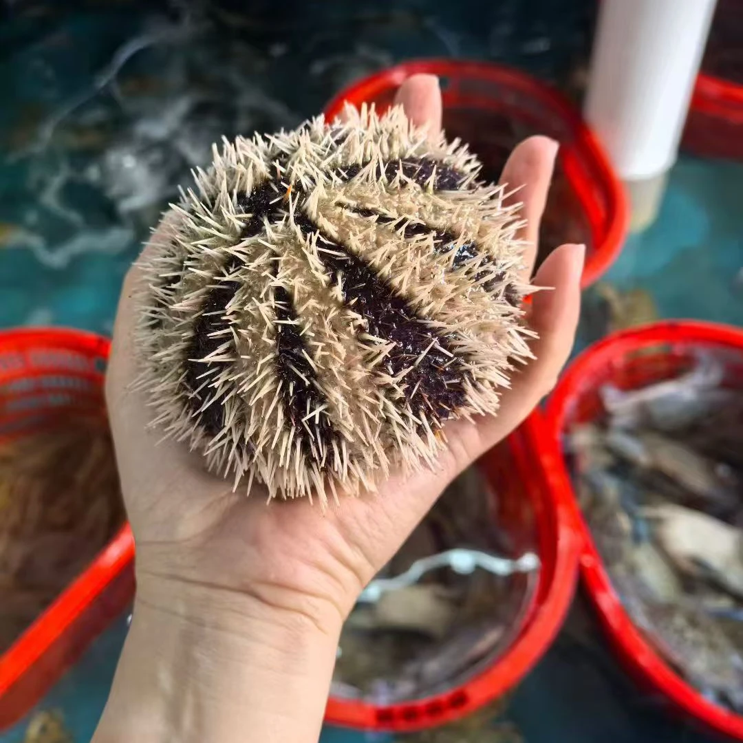 海南铺前野生新鲜大海胆 保鲜不保活
