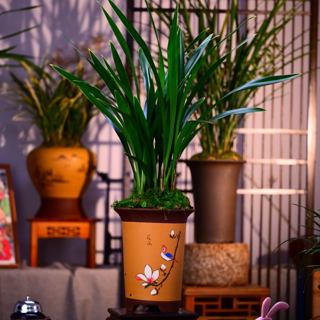 墨兰铭品【福临门】高端紫砂盆室内好养易活栽好种好顺丰包邮