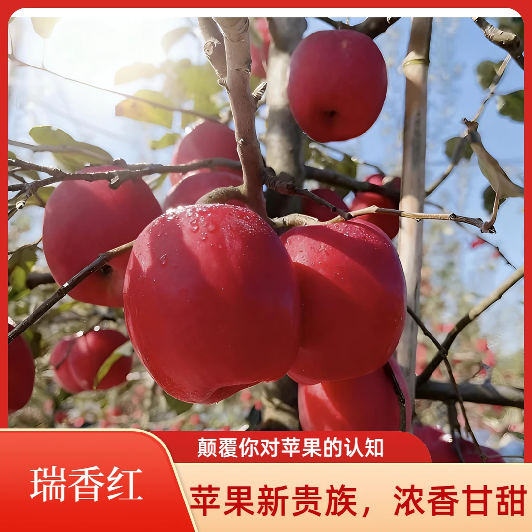 【瑞香红】苹果新贵族 浓香甘甜 口感极致 品尝就是这份稀缺与独特