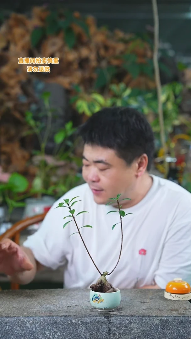 当前无花栽培后可以开花七扇杜鹃299+