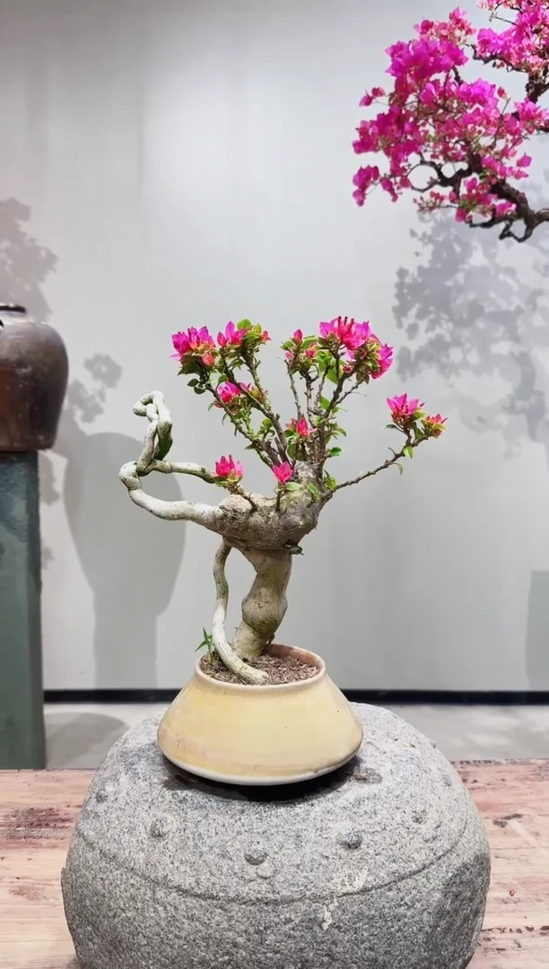 【闪购商品】盆景小桃红