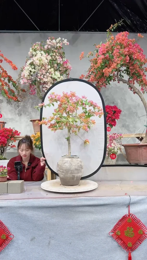 【闪购商品】盆景沙斑叶女郎