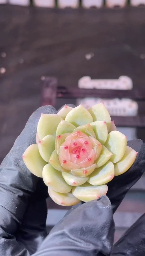 10-32幻之华3-4厘米量拍发一颗