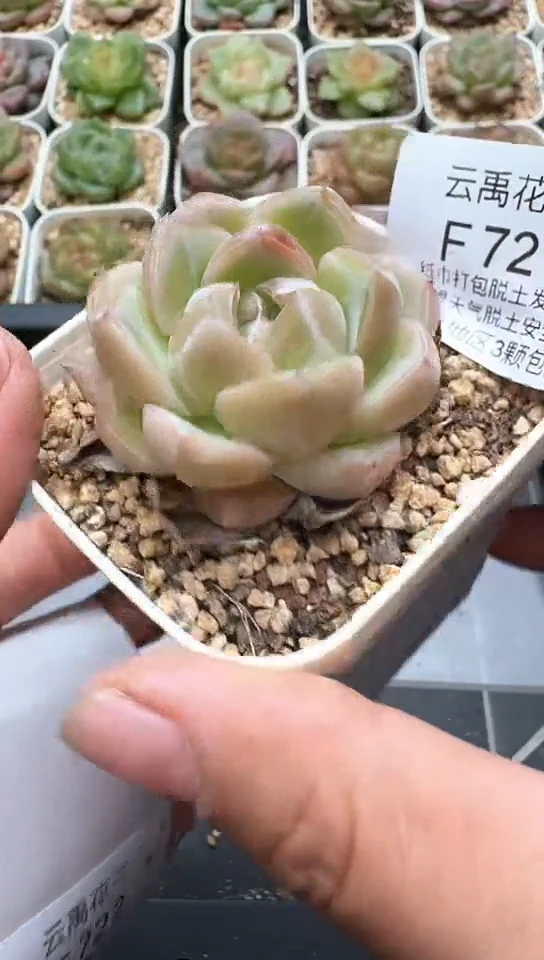 721F云禹多肉植物 默认脱土纸巾打包 3颗包邮
