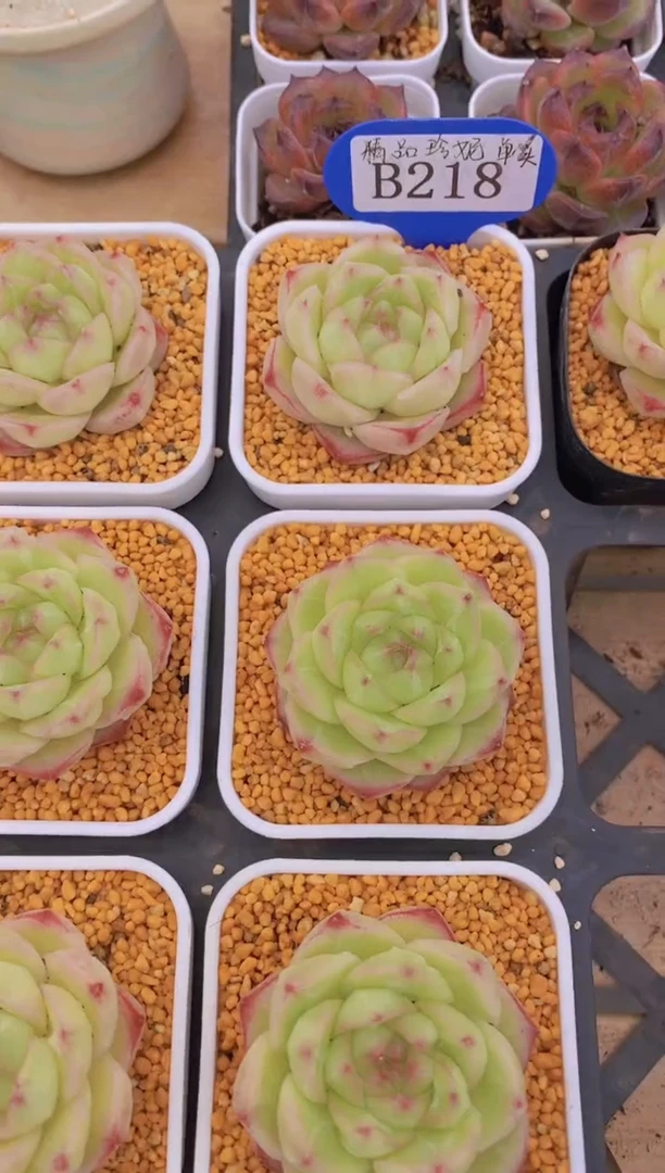 B218-精品珍妮单头（量拍）