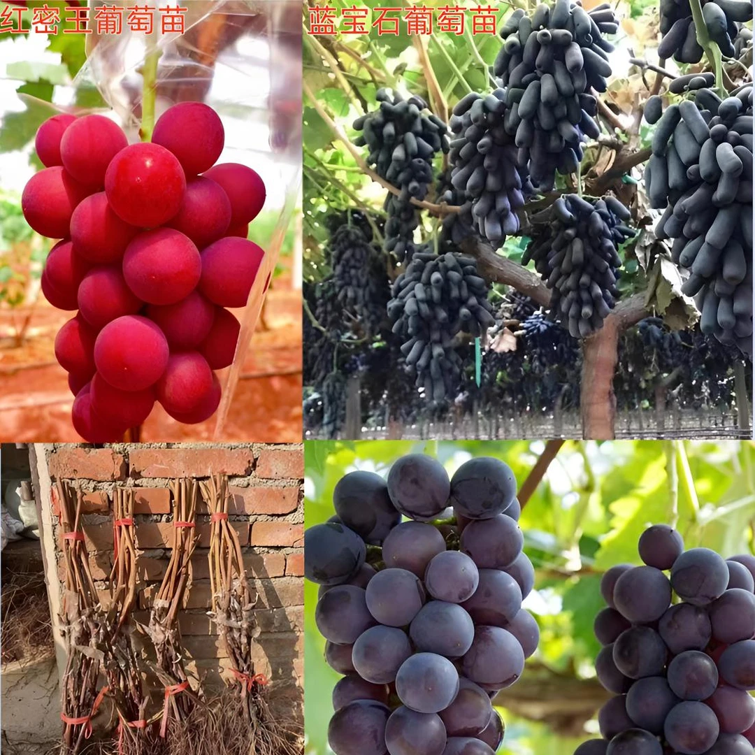 巨峰葡萄蓝宝石红密王无籽南北方种植盆栽庭院爬藤地载耐寒