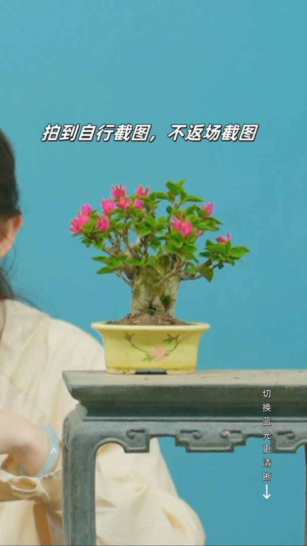 全部花朵三角梅造型盆景小桃红矮霸