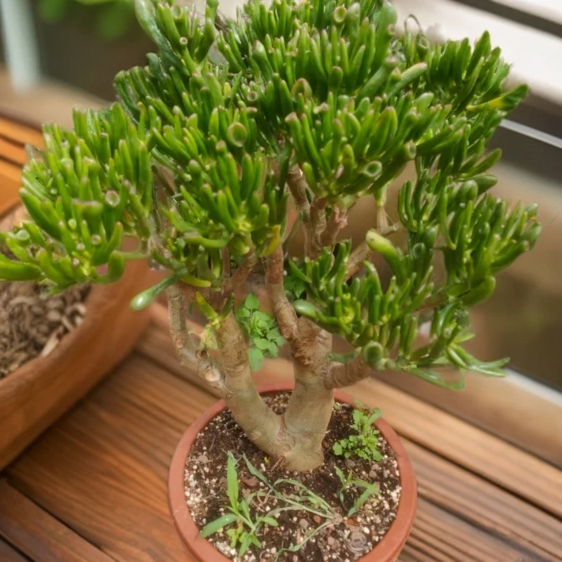 大号老桩吸财树  室内外好种好养  招财纳福   耐旱耐寒 多肉植物