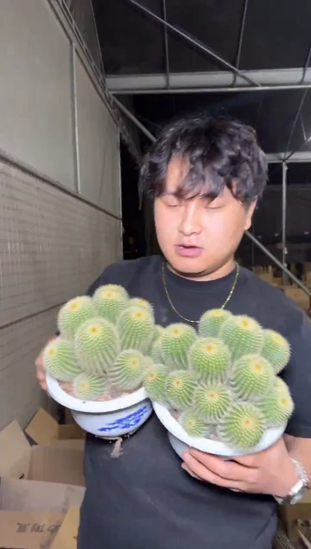 超大 金冠群生【带根】12-16cm