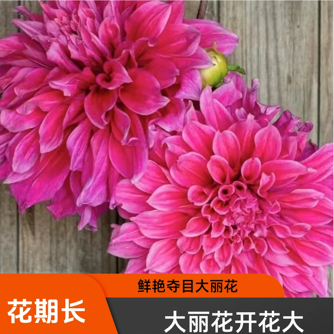 直播花大丽花多年生球根花卉室内庭院阳台年年开花大丽花种球