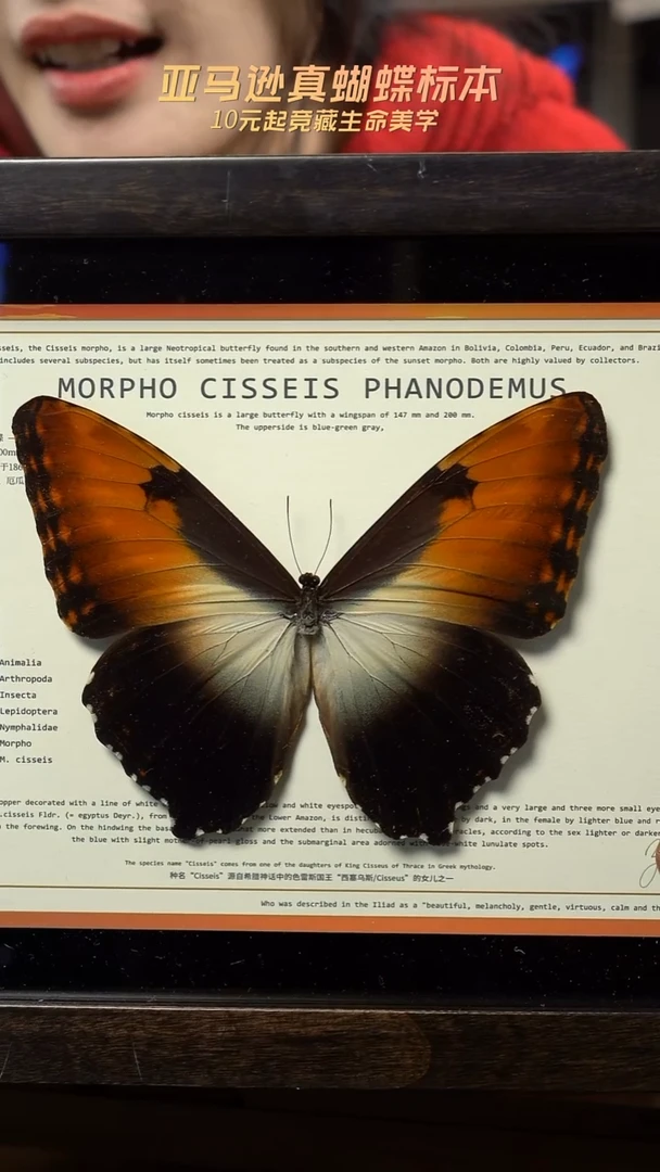 蝴蝶标本摆件竞拍d145