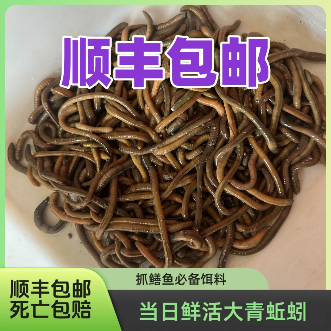 鱼饵垂钓野钓黑蚯蚓蚯蚓鲜活野生钓黄鳝蚯蚓青蚯蚓蚯蚓活饵包邮