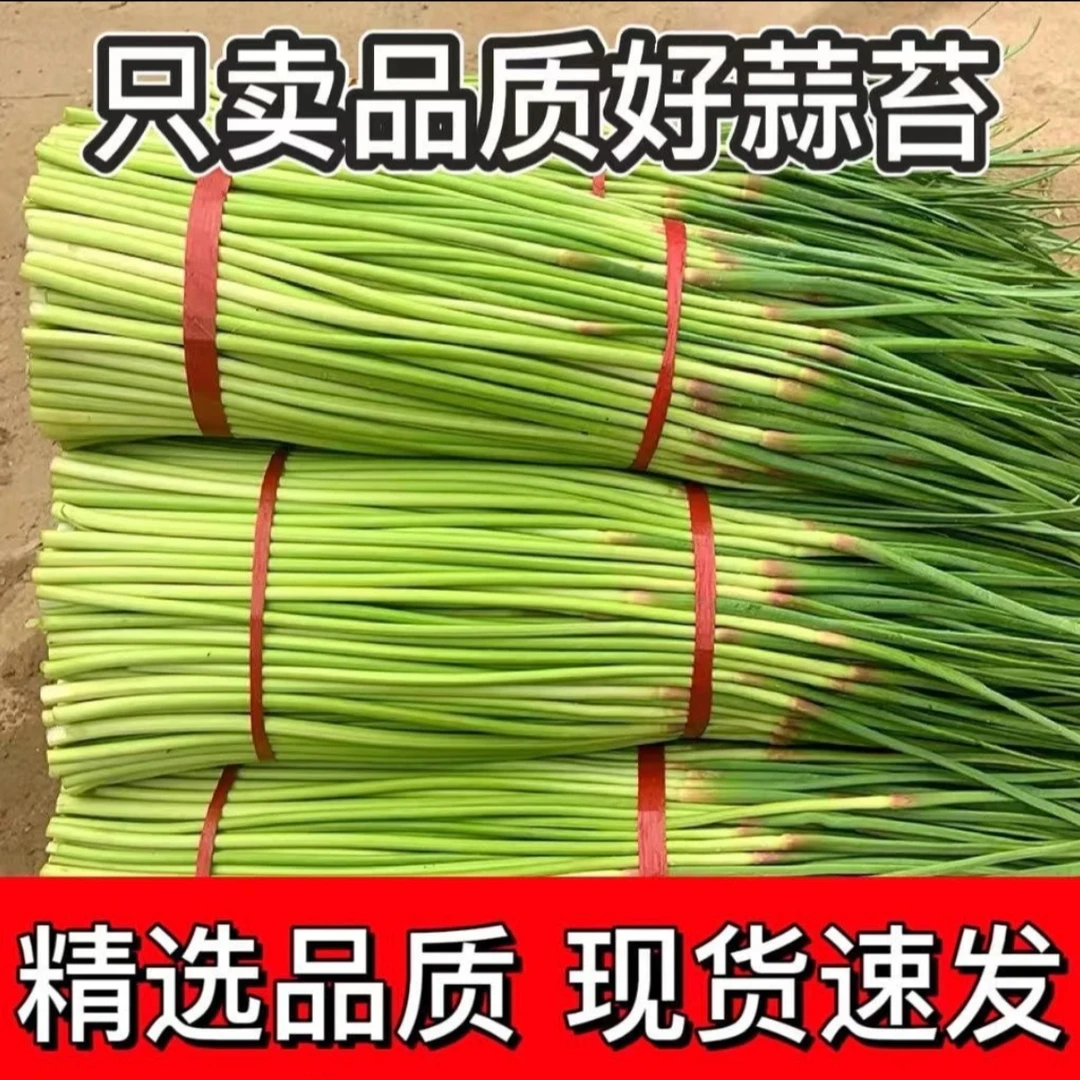 【24年5月份蒜薹】新鲜蒜苔嫩蒜苔新鲜批发蒜苗新蒜毫鲜蒜薹3斤5斤