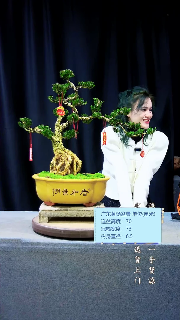 【闪购商品】高端黄杨盆景高端黄杨盆景