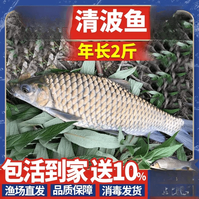 清波鱼青板鱼乌鳞鱼淡水常温可食用观赏鱼好养活体【四川眉山发货】