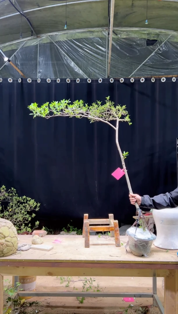 完全开放活****）海岛栀子花