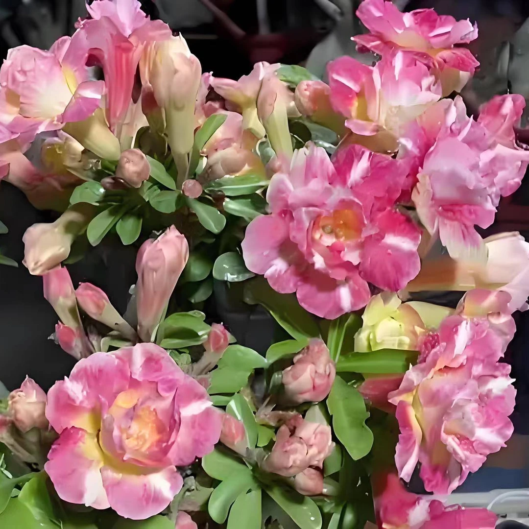 沙漠玫瑰盆栽5年老桩四季开花好养室内阳台绿植盆景