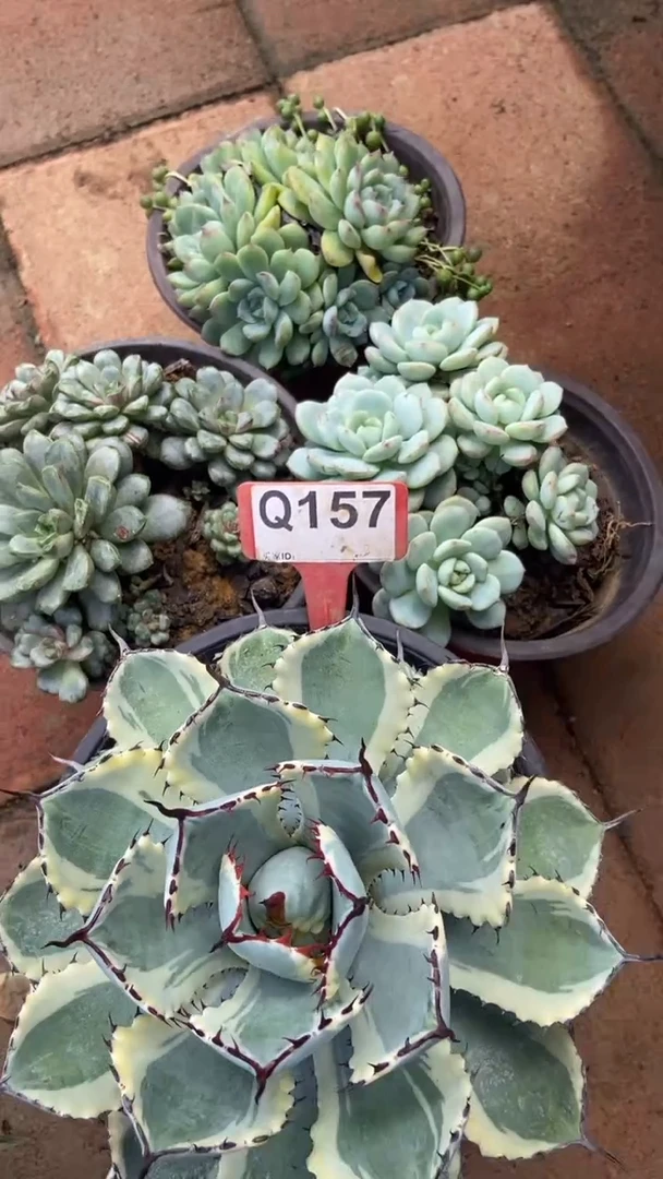 Q157多肉组合默认脱土发货