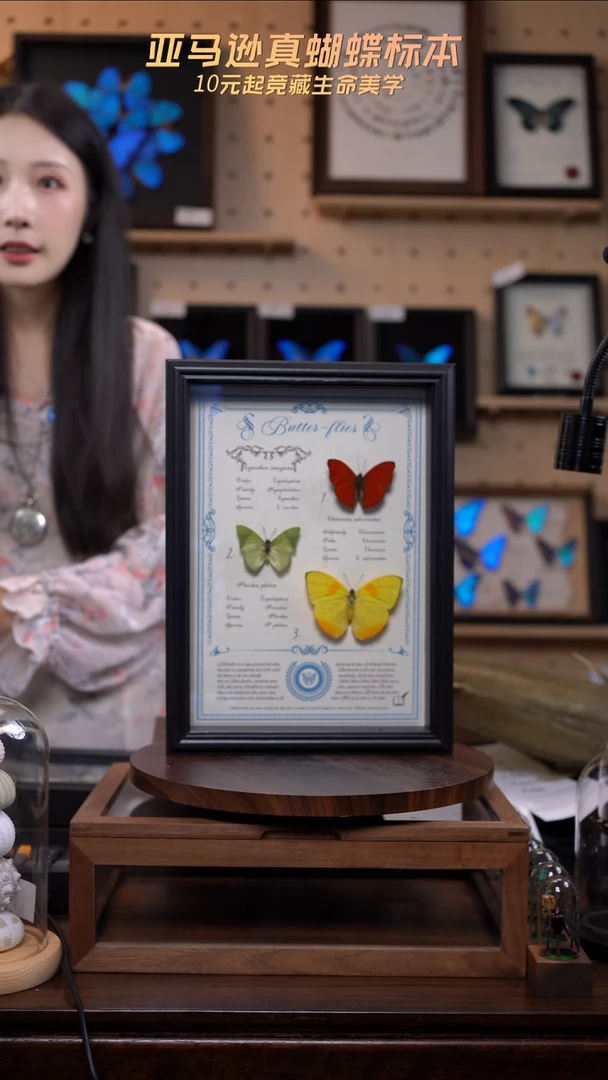 蝴蝶标本摆件竞拍a87