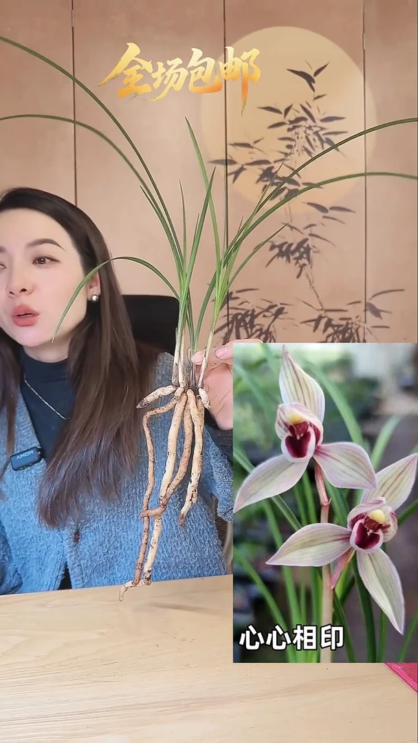 当前无花栽培后可以开花：心心相印