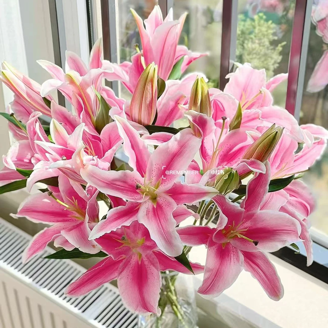 (多头粉百合）香水百合云南鲜花