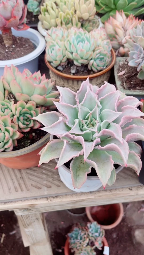 31207多肉植物一物一拍