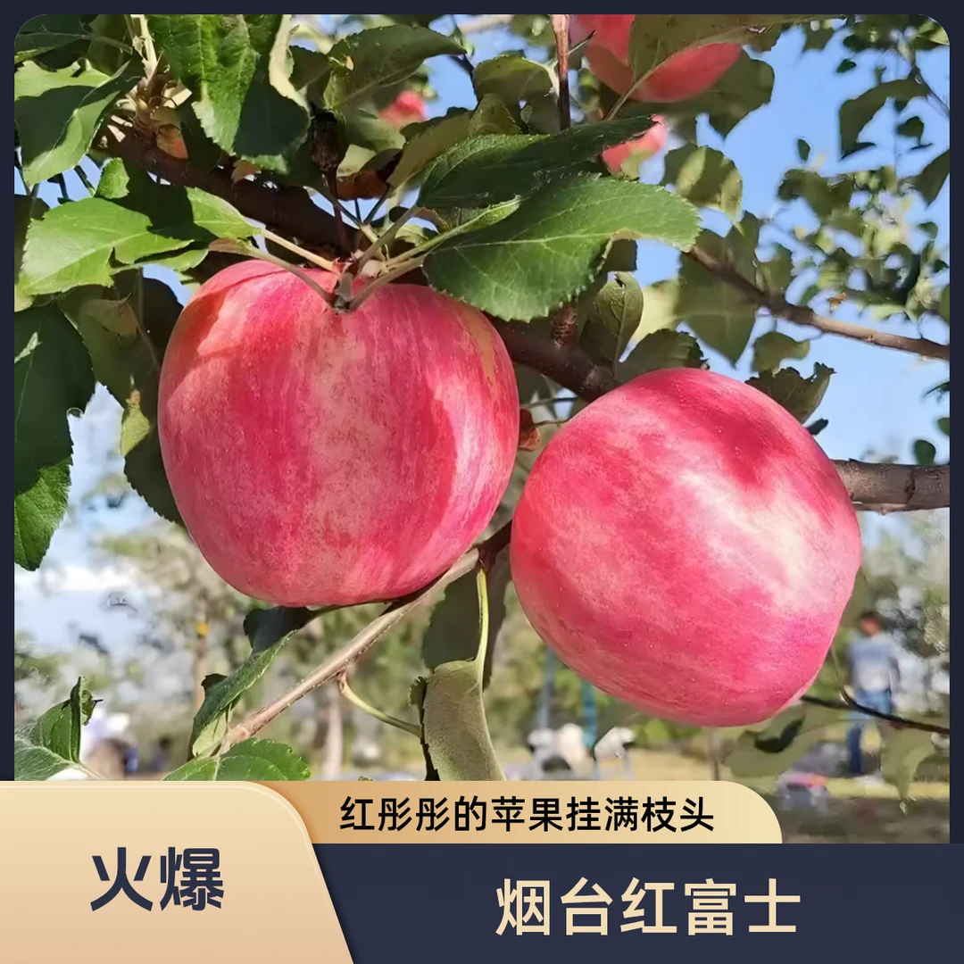 正宗山东烟台红富士苹果新鲜水果应季香脆甜爽口冰糖心泡沫箱包邮