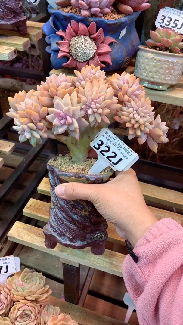 এ****?322J（一物一拍实付满28发货，默认不带盆土）