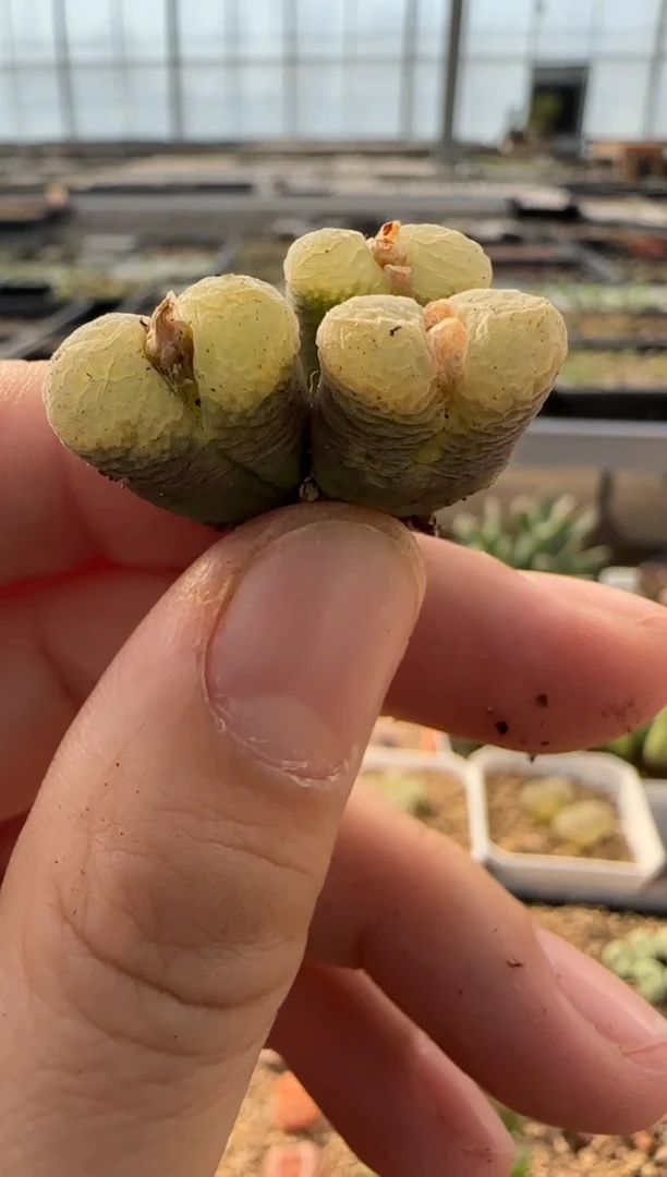 【闪购商品】9-193