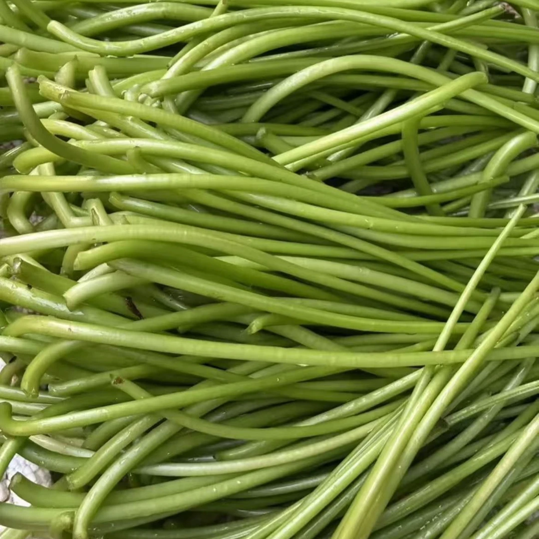 苏州本地现采现发新鲜红薯叶根茎蔬菜