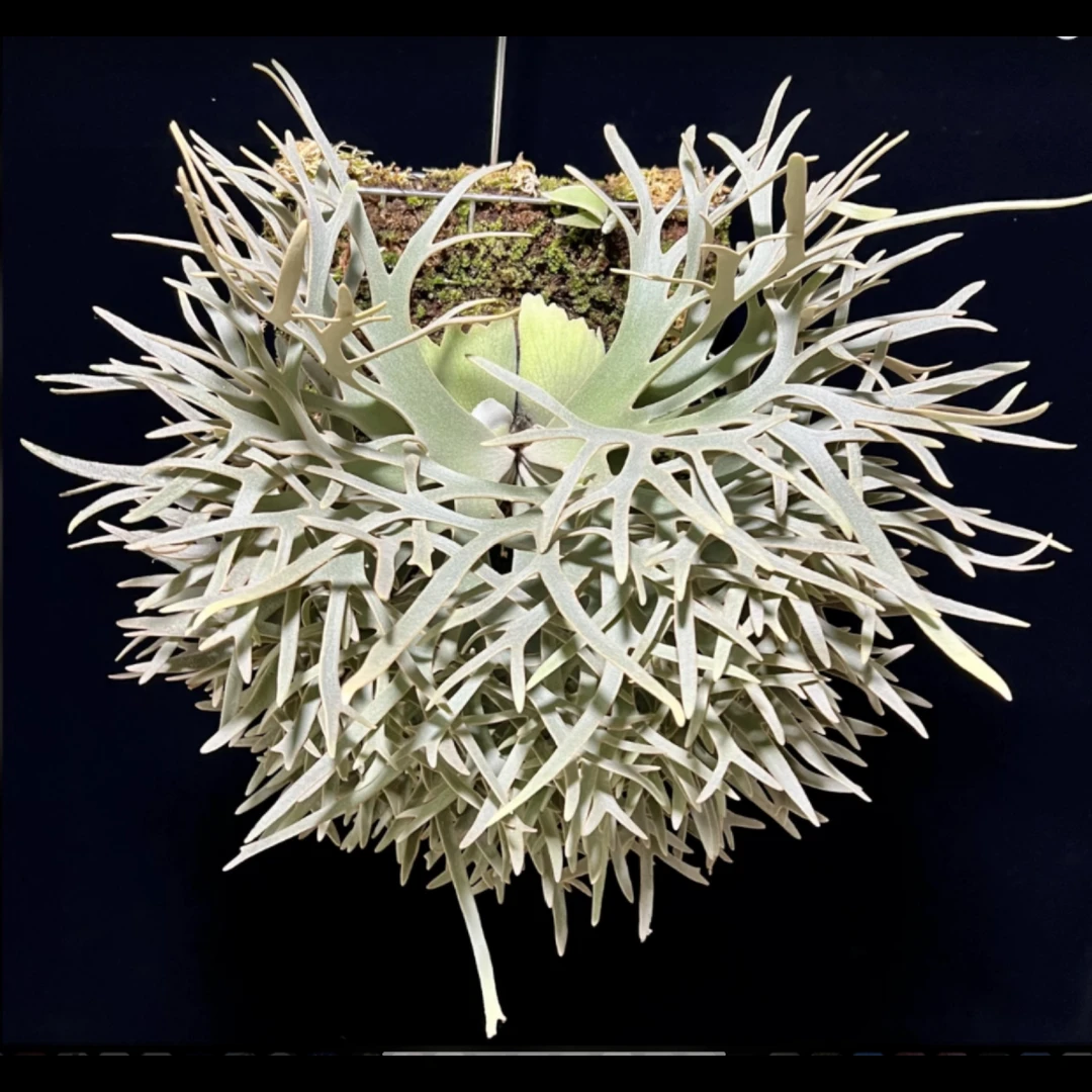 【蕨】（NANO鹿角蕨）原盆原土发货 室内新奇绿植盆栽