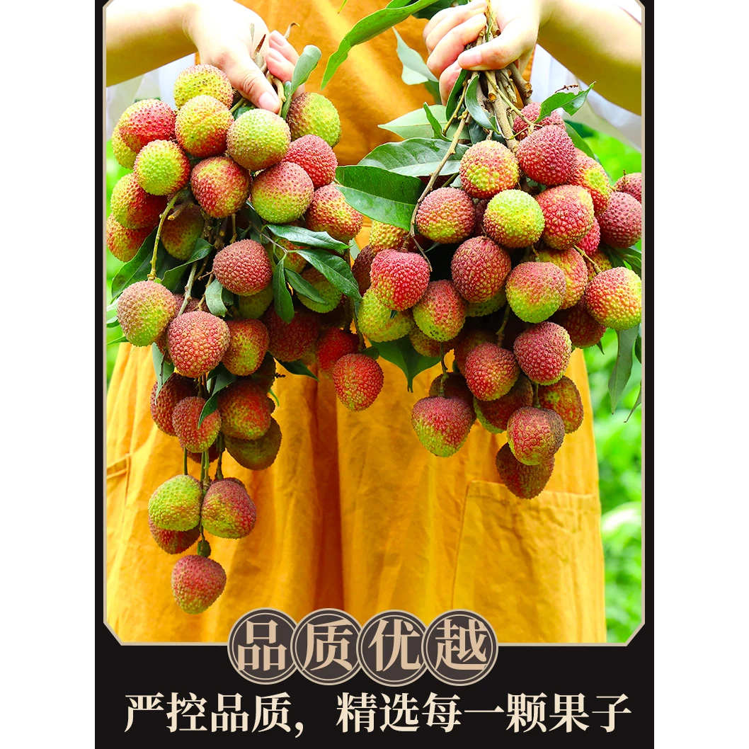 【空运发货】巨无霸荔枝皇爆汁香甜可口嫣红微青色-CJR