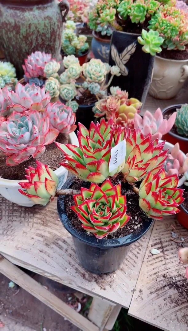 13191多肉植物一物已拍