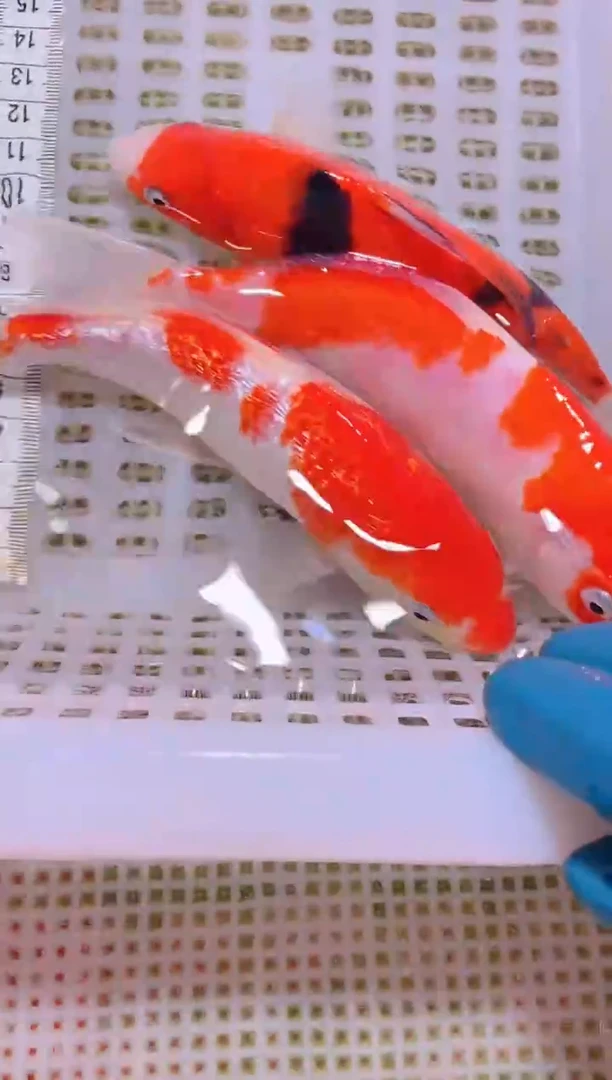 锦鲤冷水观赏鱼全场包邮111