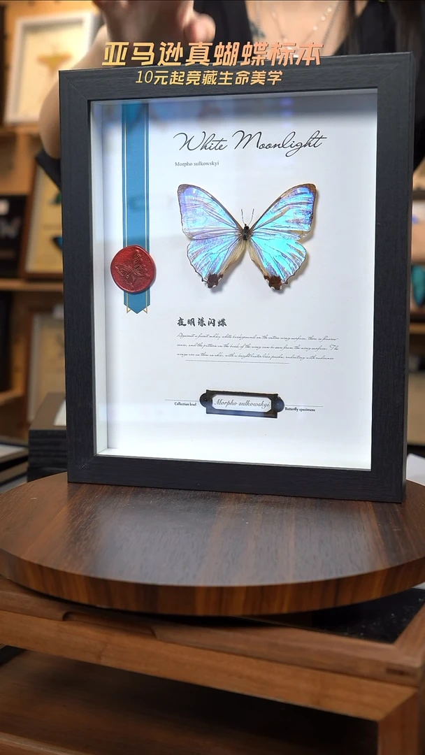 蝴蝶标本摆件竞拍A150