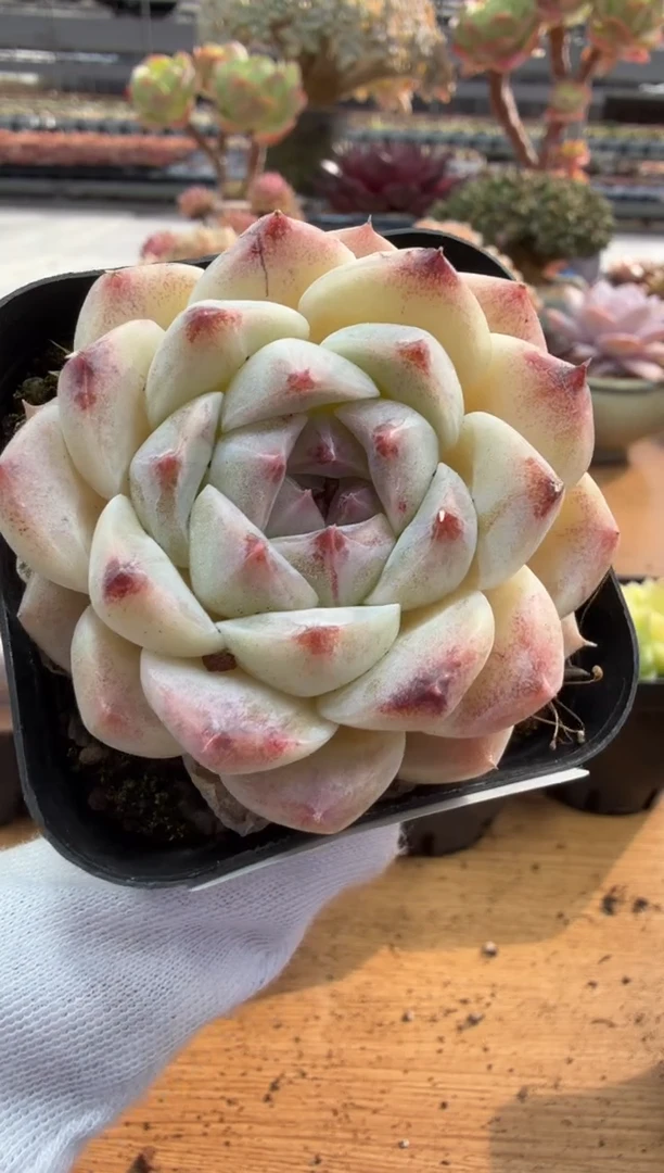 东云多肉园二店-191